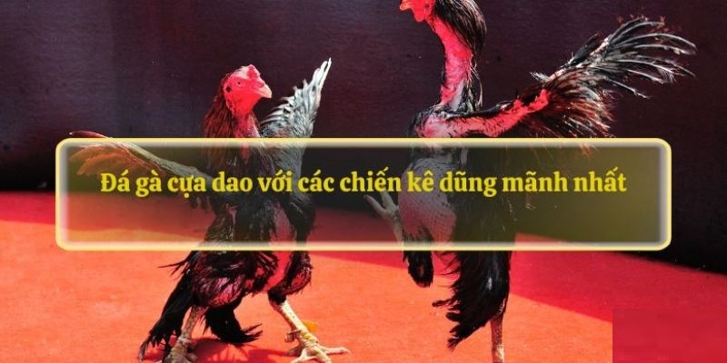 Cựa dao là hình thức đá gà quen thuộc tại nhà cái Cựa dao là hình thức đá gà quen thuộc tại nhà cái