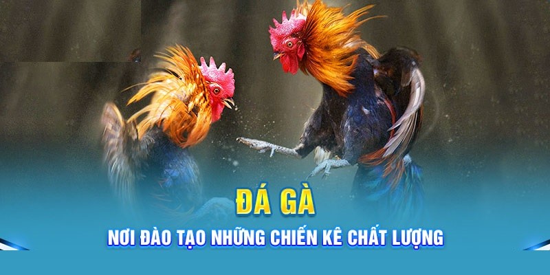 Đá gà tại KO66 đang hợp tác với nhiều đơn vị cung cấp nổi tiếng